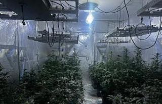 Kiraladığı evi kenevir tarlasına çeviren kişi...