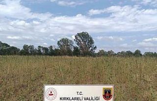 Kırklareli’nde 164 bin 232 kök kenevir ele geçirildi