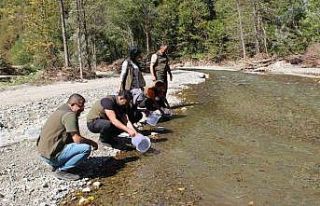 Kırmızı Benekli Alabalıklar suya salındı