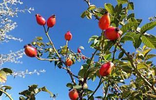 Kış aylarının vazgeçilmez şifa deposu kuşburnunda...