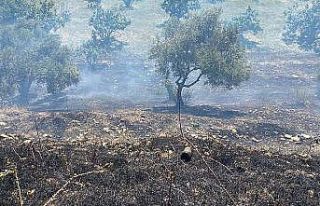 Köşk’teki yangında 1 dönüm arazi zarar gördü