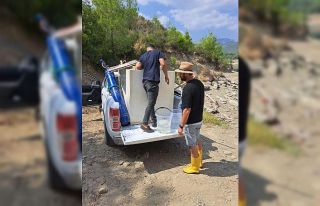 Kozan’da barajlara 600 bin sazan balığı yavrusu...