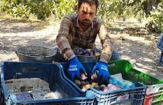 Kraliçe incirinde fiyat oyunu