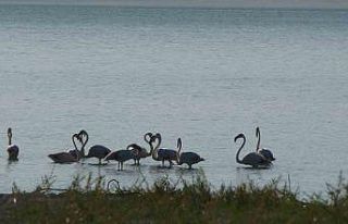 Kuraklıkla boğuşan Burdur Gölü’nde allı turnaların...