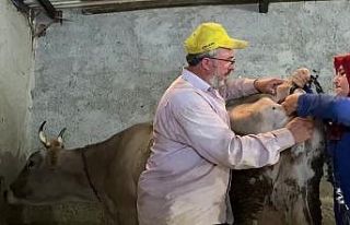 Kurdun saldırdığı ineğe yapay kuyruk yaptılar