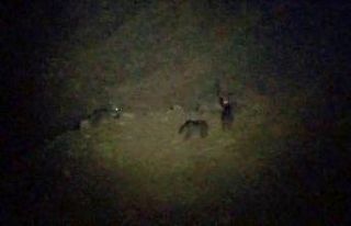 Kurt, bozayılarla birlikte yiyecek aradı