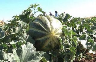 Kütahya’nın meşhur ’Terziler kavunu’ için...