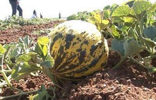 Kütahya’nın meşhur ’Terziler kavunu’ tezgahlardaki...
