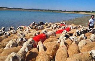 Malatya’da koç katımı şenliği düzenlendi