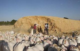 Malazgirt’te saman satışı başladı