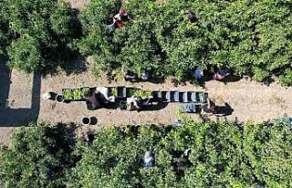 Mandalinada 1 milyon 350 bin ton rekolte bekleniyor