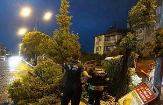 Manisa’da fırtına ağaçları devirdi