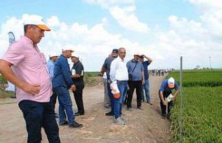 Manyas’ta Çeltik Tarla Günü düzenlendi