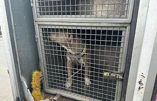 Mersin’de 143 yasaklı ırk köpek bakımevine teslim...