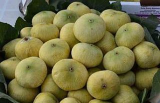 Mersin’de incirde rekolte sevinci