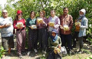 Mersin’de tropikal meyve guavanın hasadına başlandı
