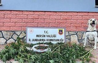 Mersin’de uyuşturucu operasyonu: 2 gözaltı