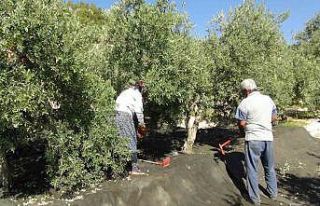 Mersin’de yılın ilk sofralık zeytin hasadı başladı
