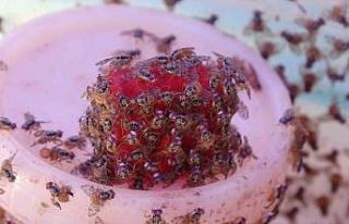 Meyve zararlıların doğal düşmanı böcekler göreve...