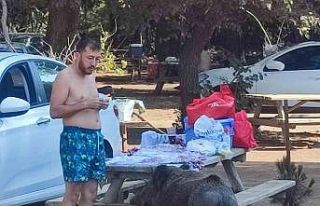 Milli parkta tatilciler domuzları elleriyle besliyor