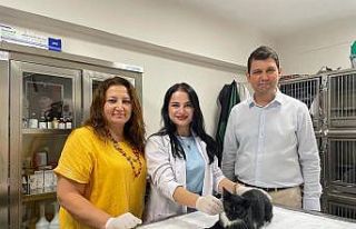 Minik Patiler Kliniği’nde bugüne kadar bin kedi...