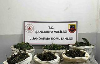 Mısır tarlasında gizlemiş 65 kilogram esrar ele...