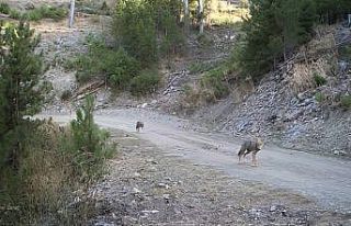 Muğla’da yaban hayatı foto kapanlarla görüntülendi
