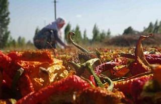 Muşlu çiftçiler ata tohumundan ürettikleri 50...