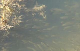 Muş’ta göl ve göletlere 3 milyon 500 bin yavru...