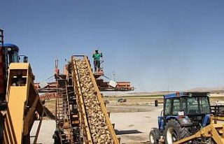 Muş’un Malazgirt ilçesinde pancar alım kampanyası...