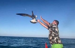 Oltanın ucundaki balığa saldıran martı kancaya...