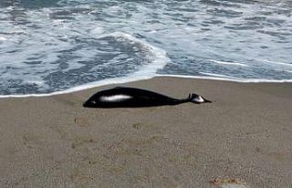 Ölü yunus karaya vurdu