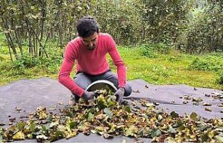 Ordu’da fındık hasat sezonu sonbaharda da devam...