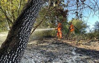 Ormanda çıkan yangın 4 dönüm yeri kül etti