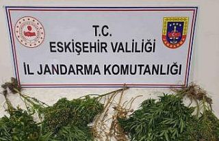 Ormanlık alanda kenevir yetiştiren şahıslar hakkında...
