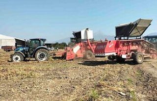 Osmaniye’de yer fıstığı hasadı başladı