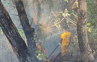 Osmaniye’deki orman yangını kontrol altına alındı