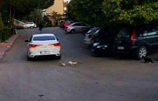 Otomobilin ezdiği kedinin yardımına diğer sokak...