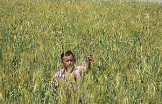 (ÖZEL) Boyu 2 metreye yaklaşan buğday