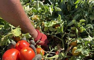 (ÖZEL) Domatese yağışlar yaradı sıcaklar ise...