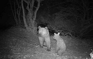 (ÖZEL) Eskişehir’de anne ve yavru bozayının...