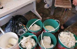 (Özel) Peynir imalathanesinde şok görüntüler