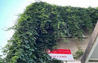 (ÖZEL) Sarmaşıla sarılı cami kuşlara yuva oluyor