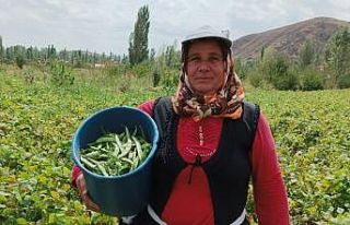 (ÖZEL) Şuhut’ta hasadı yapılan fasulye fiyatıyla...