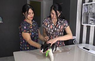 (ÖZEL) Türkiye kuduz için ‘en riskli ülkeler’...