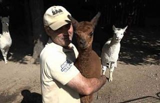 (Özel) Yavru alpaka Bursa’nın neşe kaynağı...