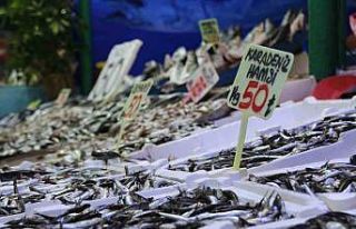 Palamut olmayınca krallık hamsiye kaldı