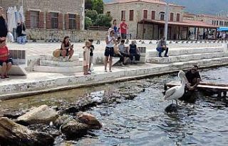 Pelikan ’Tosun’ bu yaz da Foça’yı tercih etti