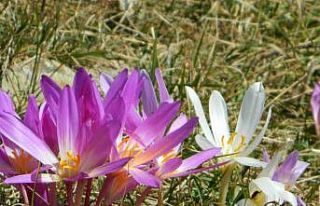 Posof Yaylaları Çiğdemlerle görsel şölen sunuyor