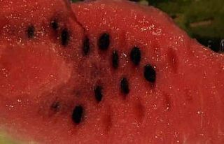 Prof. Dr. Arıca: “Karpuz çekirdeği çinko eksikliğine...